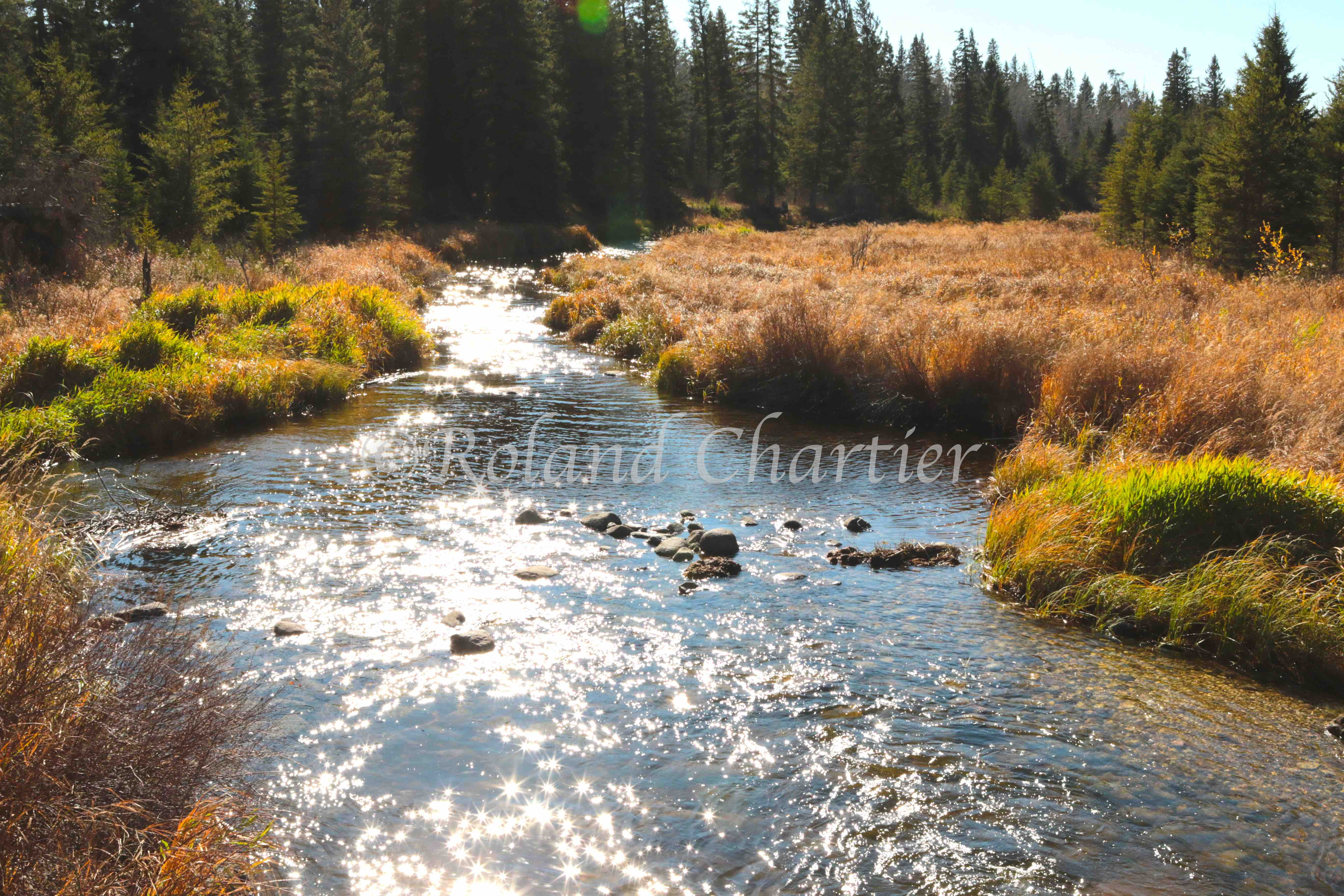 A creek running through brush and forrest on  sunny fall day.